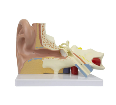 Ear Model, 3X Enlarged, 3-Parts