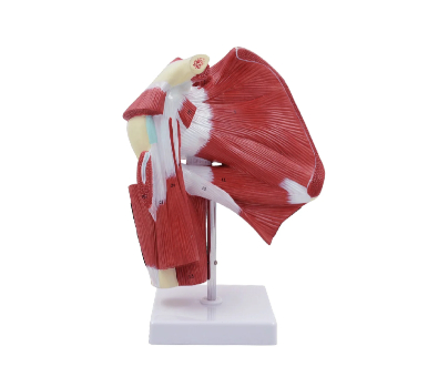 Shoulder Muscles with Ligaments Model