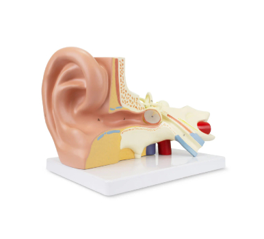 Ear Model, 3X Enlarged, 3-Parts - Image 4