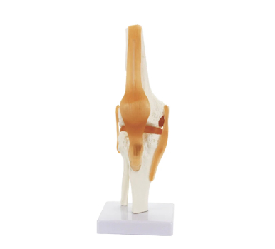Functional Knee Joint with Ligaments Model
