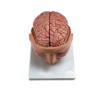 Brain with Arteries Model, 9 Parts