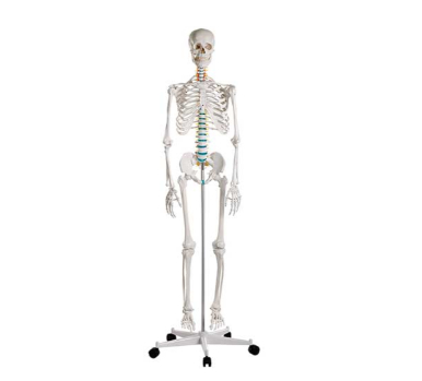 Adult Skeleton Mounted on Stand with Casters