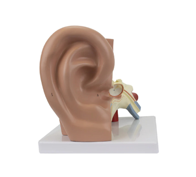 Ear Model, 3X Enlarged, 3-Parts - Image 2
