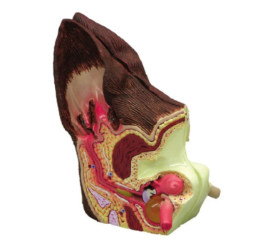 Normal & Pathological Canine Ear Model