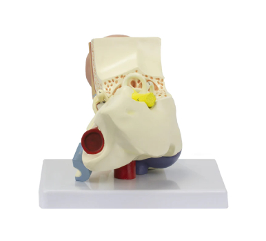 Ear Model, 3X Enlarged, 3-Parts - Image 3