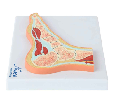 Foot Model, Midsection - Image 4