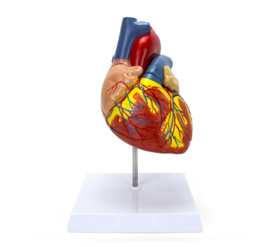 Heart Model, 2X Enlarged