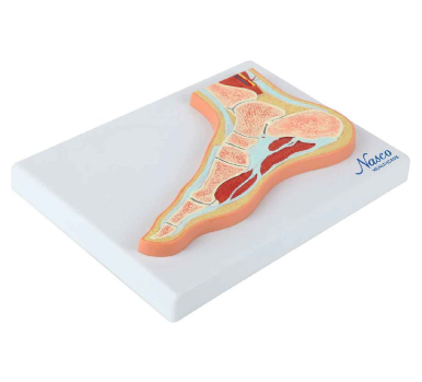 Foot Model, Midsection - Image 2