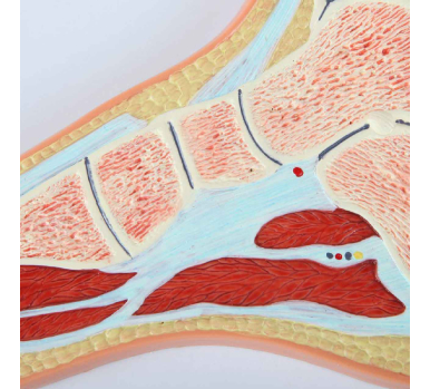 Foot Model, Midsection - Image 5