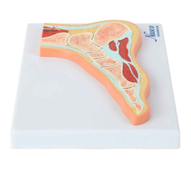 Foot Model, Midsection - Image 3