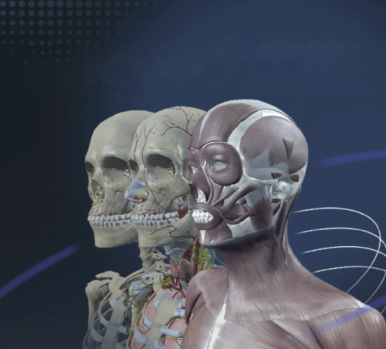 Sym Anatomy Virtual Anatomy Software