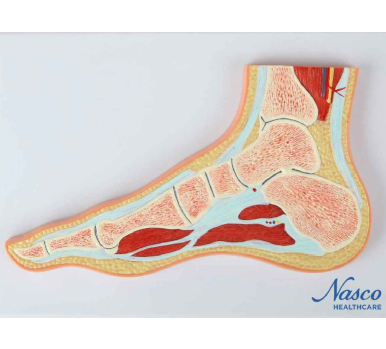 Foot Model, Midsection